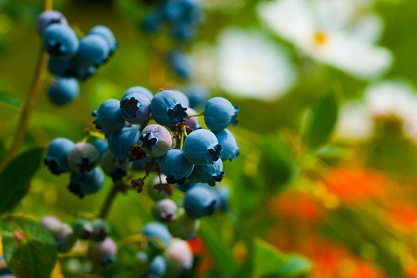 132_blueberries_7807