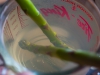 91_asparagus-in-cup