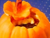 4_thomas_haas_pumpkin3071
